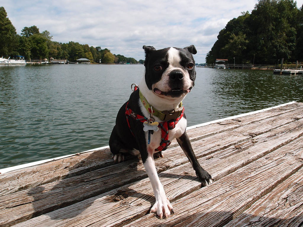 Smiling Boston Terrier | Lake Norman