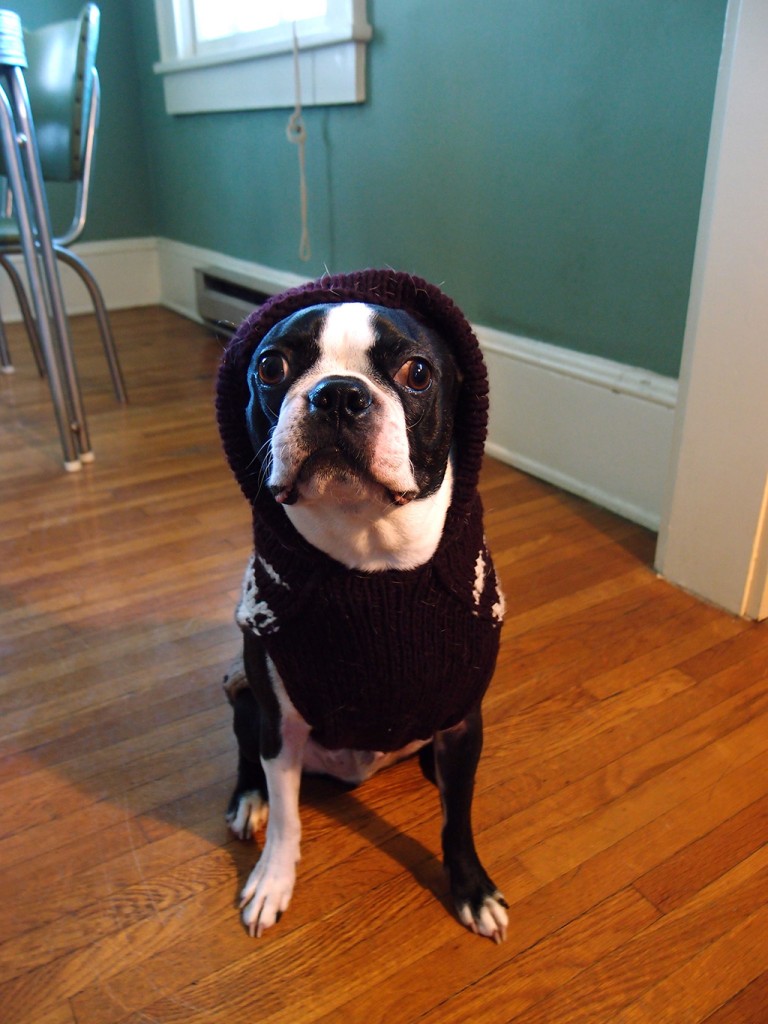 How to make sure your dog stays warm in chilly weather! Basil's Travels
