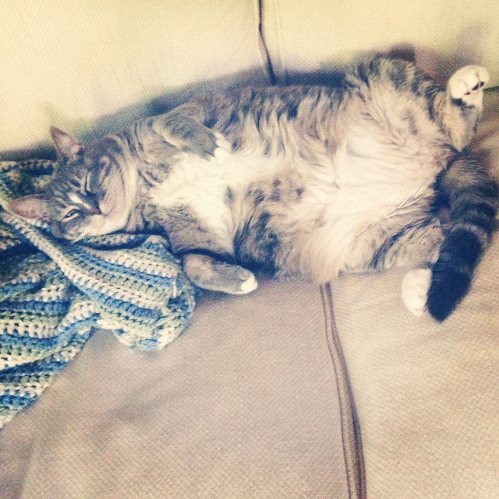 Fat Cat Willow