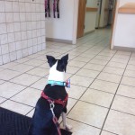 Basil goes to the vet!