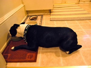 I lay down to eat! - Basil