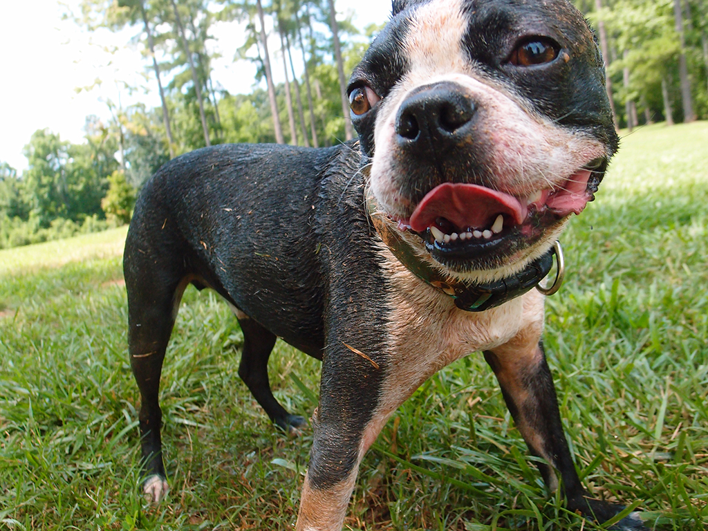 Basil loves mud!
