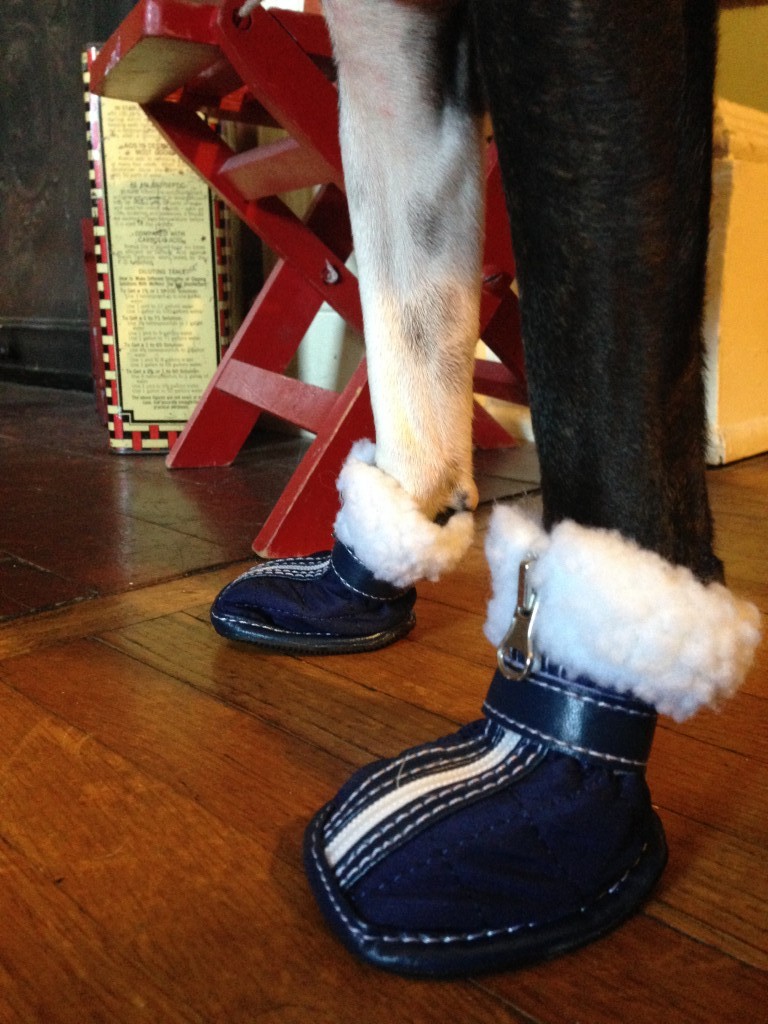 Pup Crew 2014 Fall dog shoes