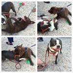 Lab Puppy vs. Boston Terrier 