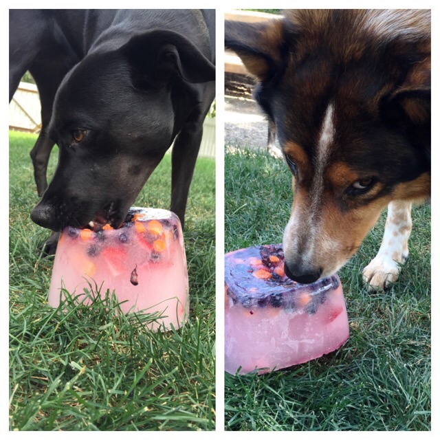 Dogs love ice blocks!