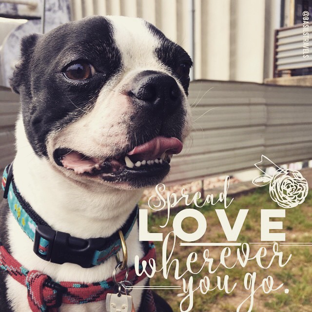 basil-s-favorite-things-burt-s-bees-dog-shampoo-basil-s-travels